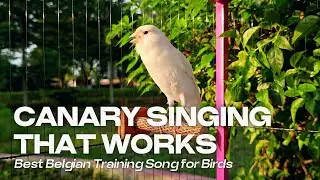 Canary Singing That Works &ndash; Best Belgian Training Song for Birds