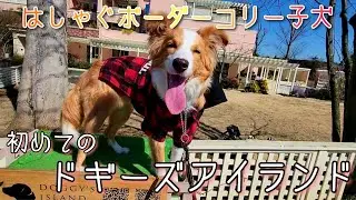 【パピヨンとボーダーコリー】初めてのドギーズアイランドではしゃぐボーダーコリー子犬