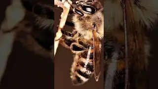 Interesting facts about bees | Fact's Key #shorts #viral #trending #facts #bees #animals #funfacts
