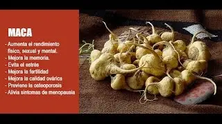 Maca en polvo - Energ&iacute;a Natural
