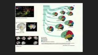 Conectoma en primates no humanos