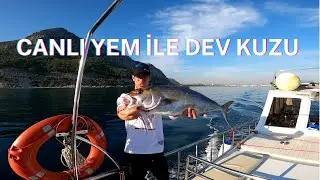 CANLI YEMLE DEV KUZU AVI / BALIK YOLCULUĞU SERİSİ  ANTALYADA KEYİFLİ BİR AV...