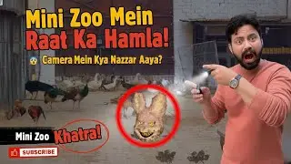 Mini Zoo Mein Raat Ka Hamla! 😱 Who is the Mysterious Intruder?|| #minizoo #petsvlog 