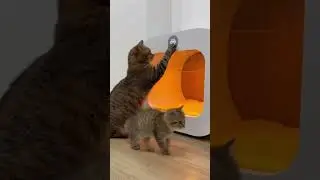 Smart Cat Activates Door to Help Kitten &mdash; A Heartwarming Moment of Feline Intelligence #cat #cute