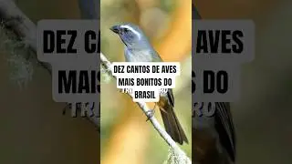 OS DEZ CANTOS DE AVES MAIS BONITOS DO BRASIL / #passaros #aves #avesbrazil #birdvideos #birds