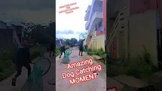 Dog Vs Catchers #dog #streetdogrevival #pets #amazing #catch