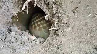 MALAKING COBRA
