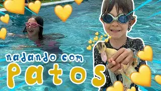 PATOS MERGULHADORES NA PISCINA