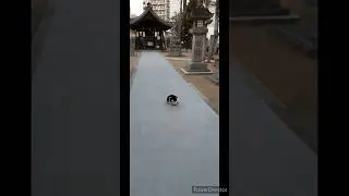 神社仏閣・史跡紹介 No.401 椿神明社（ 愛知県名古屋市中村区則武 ）