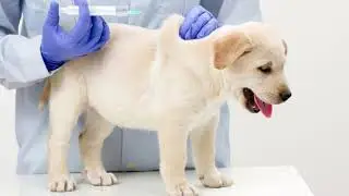 CIDBT 4101 Smart Puppy Training