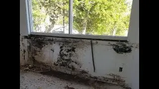 Black Mold Removal In Seminole FL 727-877-1011 TampaBayMold.net