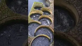 How Do Fish Pass Dams? The Staircase Solution! #shorts