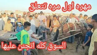 مهرة لأول مره تتعلق🐎 ونجحت بالاختبار الكل اتجنن عليها تغطيه كامله لاسعار الخيل الجر والركوب بالسوق