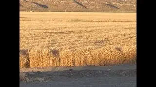 The Codesearcher LIVE 8.7.2022  Proving the Hidden Feast.. the WHEAT harvest