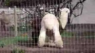 Llama Fight!