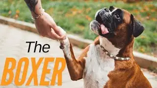 Is a Boxer the Right Dog for You?
