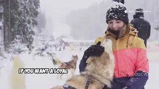 6 главных причин, почему сибирские хаски &mdash; ваша идеальная собака