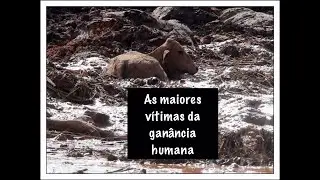 Mini Vegano - animais de Brumadinho