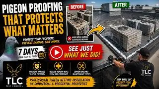 The Challenge of Pigeon Infestation on Commercial Roofs
