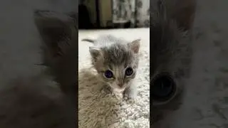 Cat Demands Attention 😻