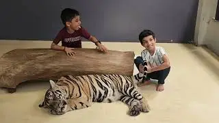 Dhruv & Dhiren Meet a Tiger Cub 🐯 | Pattaya Tiger Park Adventure!
