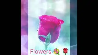Rose Bath Products I Rose Skincare I Rose Soaps I Rose Lotion I Rose Face Masks