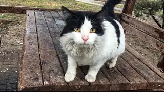 Bei Regenwetter bin ich mit meiner Zaubertasche f&uuml;r streunende Katzen durch die Stra&szlig;en gewandert