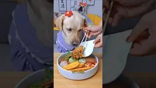 Fluffy foodie &ndash; My dog loves this meal! Cute pet debut plan. Labrador Retriever  #shorts