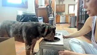 Halcent Raised Dog Cat Bowls Elevated Pet Feeder Bowls, Wood Dog Cat Food Bowls Stand Feeder Review