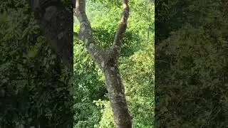Take honey #arispurwadi #nature #honeybeedance #climbing #honeybeesting #bee