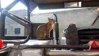 #pussy cat bani tractor 🚜🚜 driver 🐈😸🐈😸😸🐈🐈😸