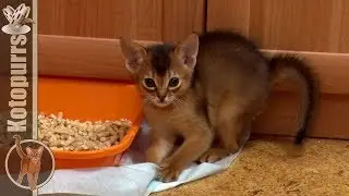 Абиссинский котенок играет [kotopurrs]