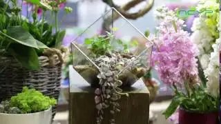 NCYP Inclined Cube Large Silver Geometric Terrarium with Fern Demo