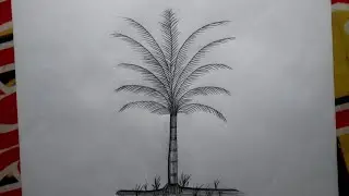 How to draw a betel nut tree || Draw  tree/ supary tree || সুপারি গাছ অঙ্কন