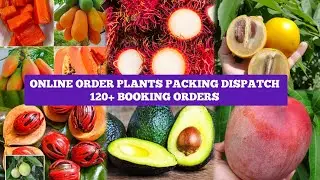 120+ NEW ONLINE ORDER LIVE PLANTS PACKING DISPATCH FRUITING STAGE BIG PLANTS | ROSE PLANTS