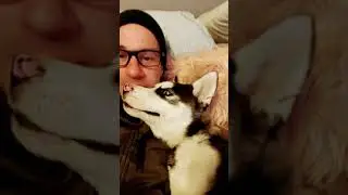 Pomsky love!!!