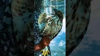 CROWN EAGLE HUNTING KING 👑😱🦅 #extrabirdadventure #birds #birdofprey #wildlifeentertainment #eagle