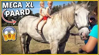 NiET TE GELOVEN DAT ZE OP DiT PAARD DURVEN! (1.9m  hoog!) 😱 | Bellinga Vlog #1822