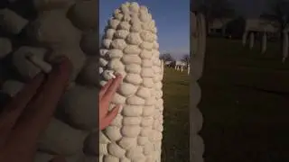 Field of corn