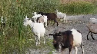 Goats Eating Tall Grass Stock Video