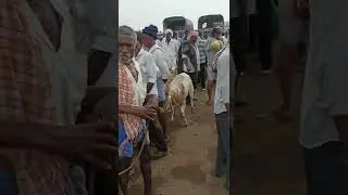Every Thursday Held Gandasi Sheep & Goat Market Near Arisikere Hassan District #shorts #Youtube #Vid