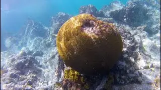 Troubled Tides: The Disappearing Coral Reefs of the Caribbean