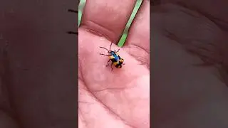 Asian beetles you've never seen #anyuniqueanimals #beetle#insects #beautifulinsects #nature#wildlife
