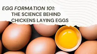 Egg Formation 101: The Science Behind Chickens Laying Eggs