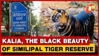 Kalia, The Black Tiger Of Similipal, Sparks Wildlife Buzz