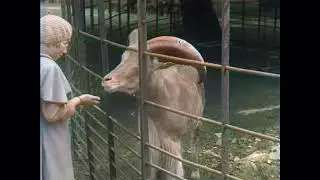 Dutch Traditions: Let's Visit the Artis Zoo! (1937)