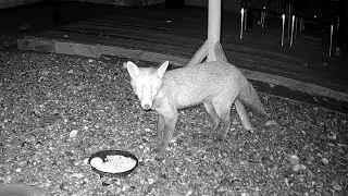 The beautiful fox arriving for supper in my garden #foxes #foxvideos #wildlife #gardenfox