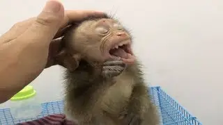 Monkey Baby Alex Take a Shower And Wipe the body