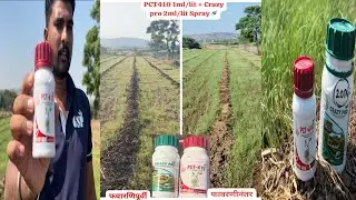 PCT410 + Crazy pro on Onion nursery @gspcropsciencespvt.ltd.4735 