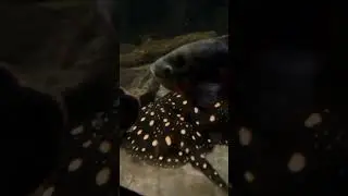 Monster fish tank VS (FISH FLESH)